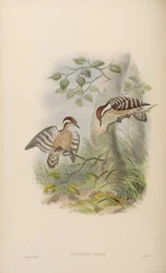 Iyngipicus nanus
